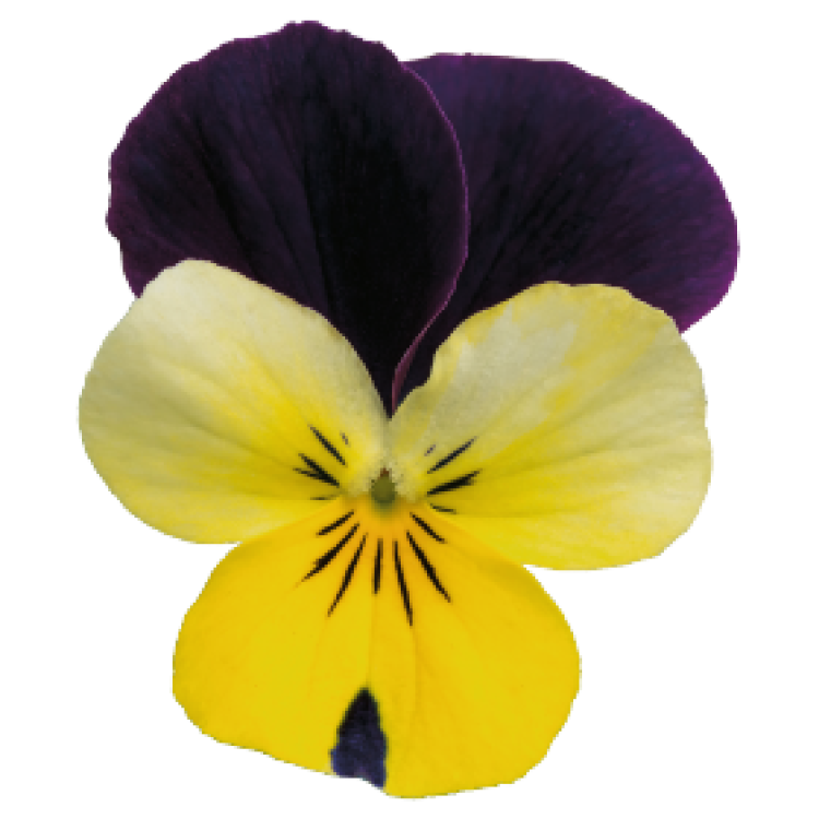Viola Cornuta Admire "Lemon Purple Wing" - во саксија Ø9/Ø10
